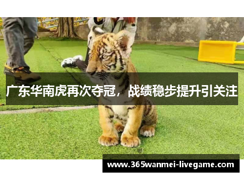 广东华南虎再次夺冠，战绩稳步提升引关注